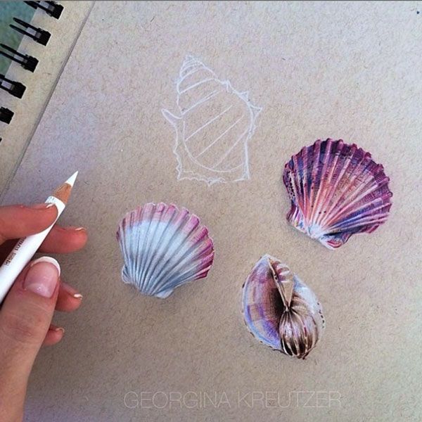Shell Sketch
