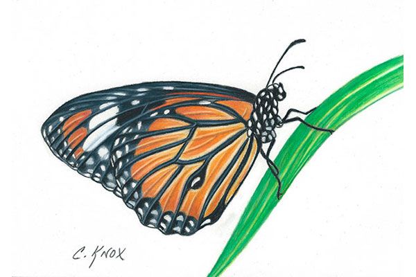 Butterfly on Leaf