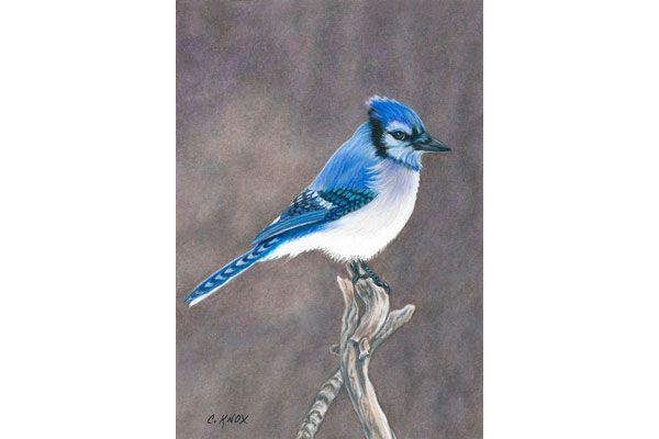 Blue Jay