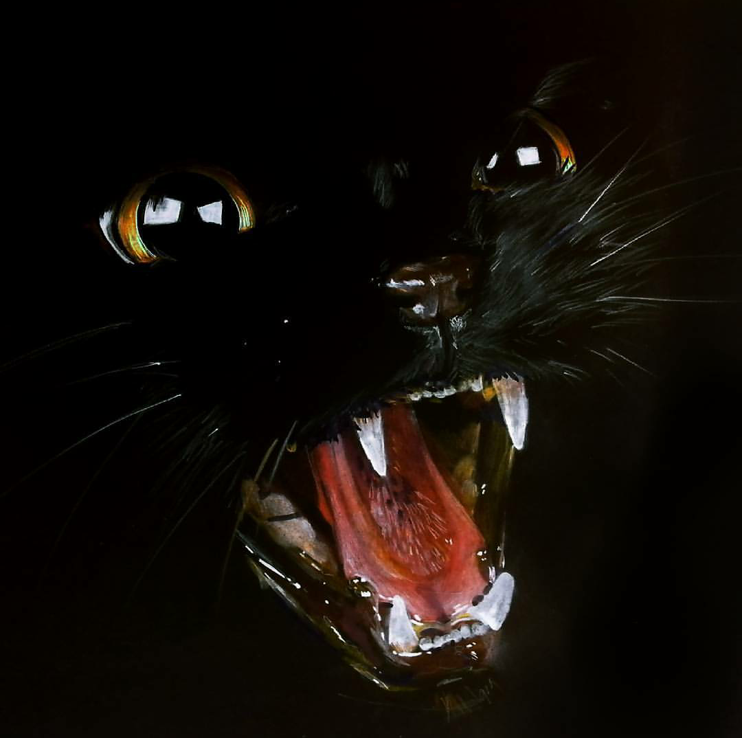 Black Cat
