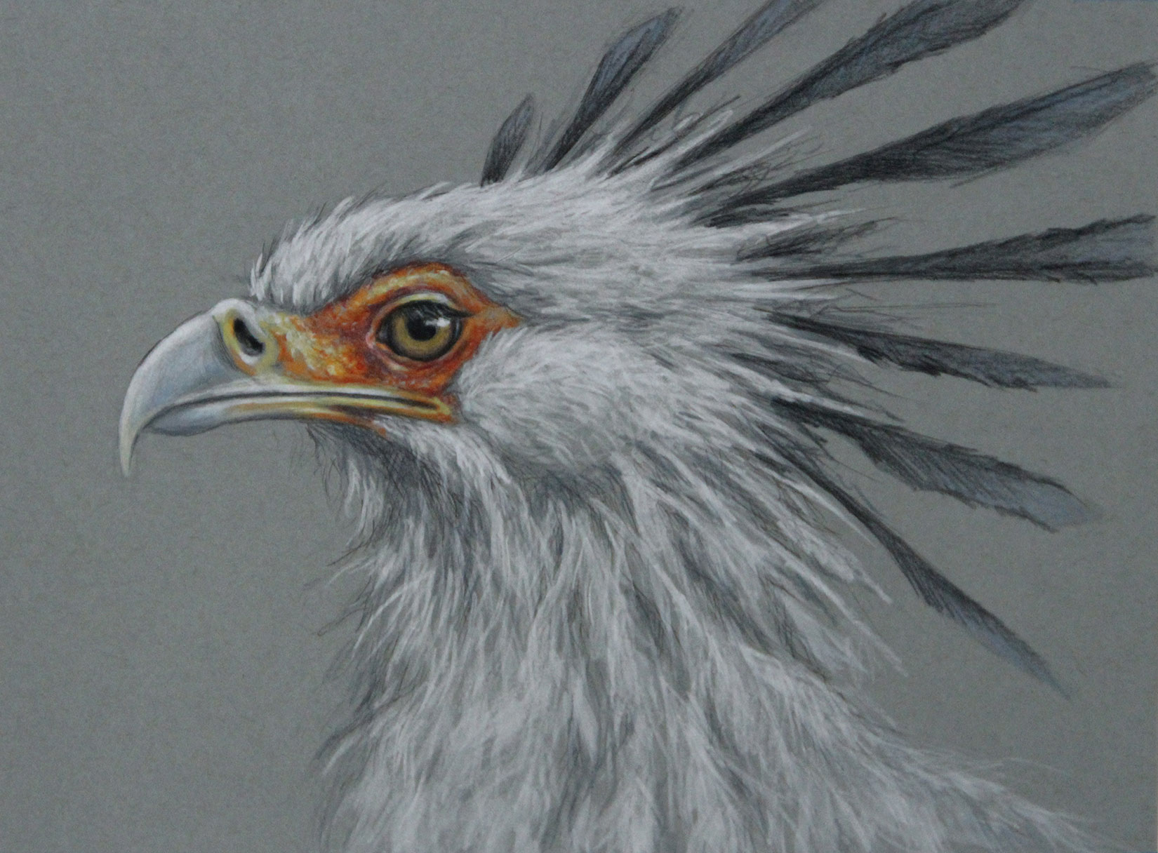 Secretary Bird artwork by Sarah Becktel