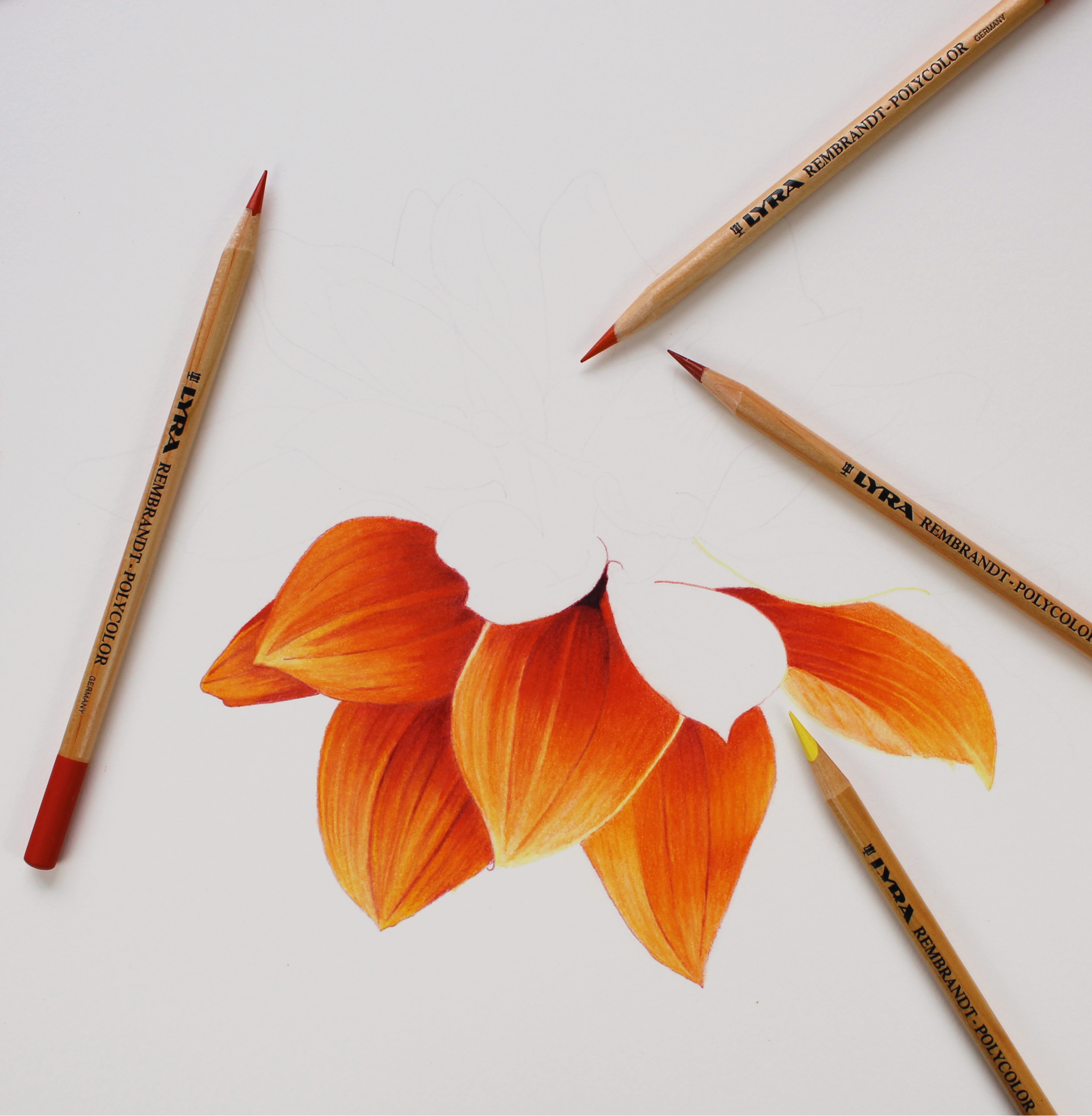 45 Beautiful Flower Drawings and Realistic Color Pencil Drawings