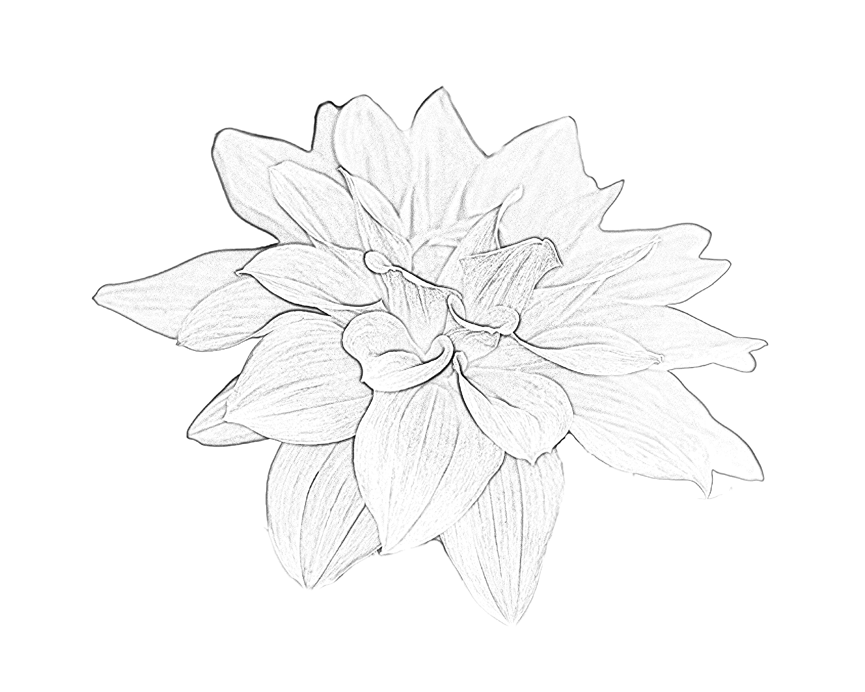 Dahlia Drawing Vector Images (over 2,000)