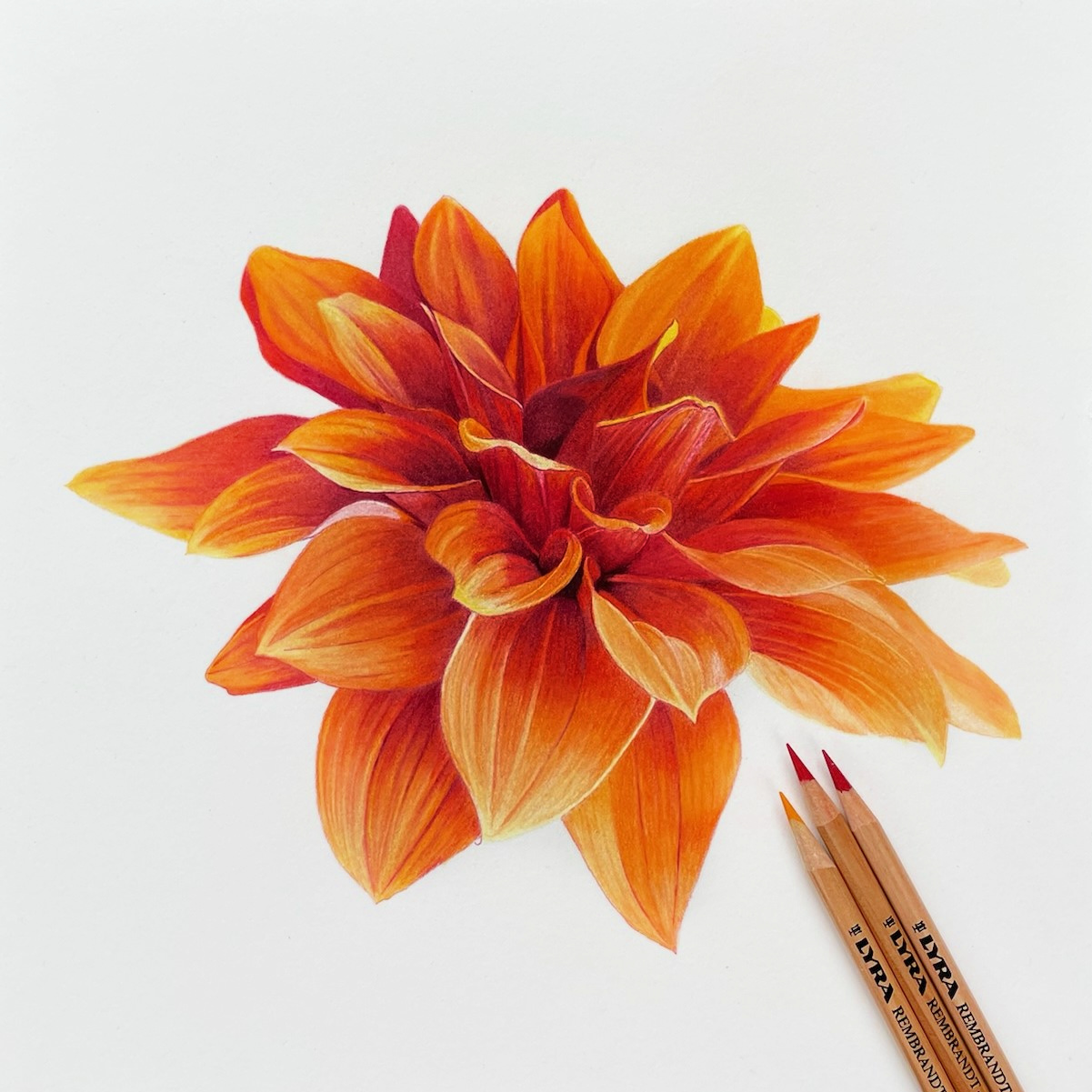 45 Beautiful Flower Drawings and Realistic Color Pencil Drawings-saigonsouth.com.vn