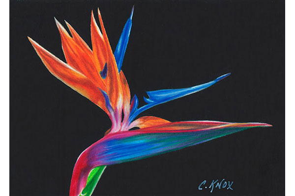 Nature In Colored Pencil Videos Strathmore Artist Papers Draw scribbled, not stylized, evergreen trees. nature in colored pencil videos
